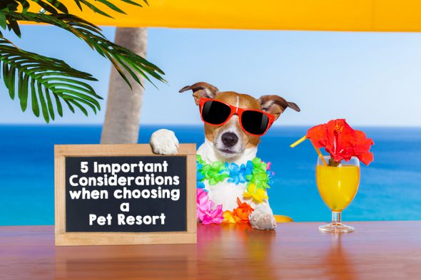 5 Important Considerations Pet Resort
