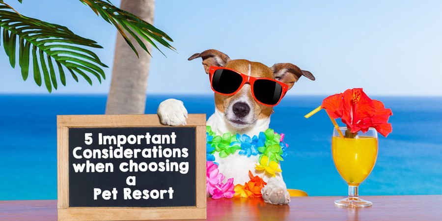 5 Important Considerations Pet Resort