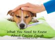 What You Need to Know about Canine Cough (Kennel Cough) When Boarding Your Pet
