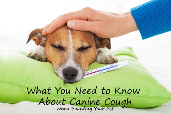 What You Need to Know about Canine Cough (Kennel Cough) When Boarding Your Pet