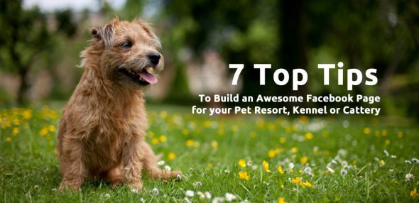 7 Top Tips to Build an Awesome Facebook Page for your Pet Resort, Kennel or Cattery