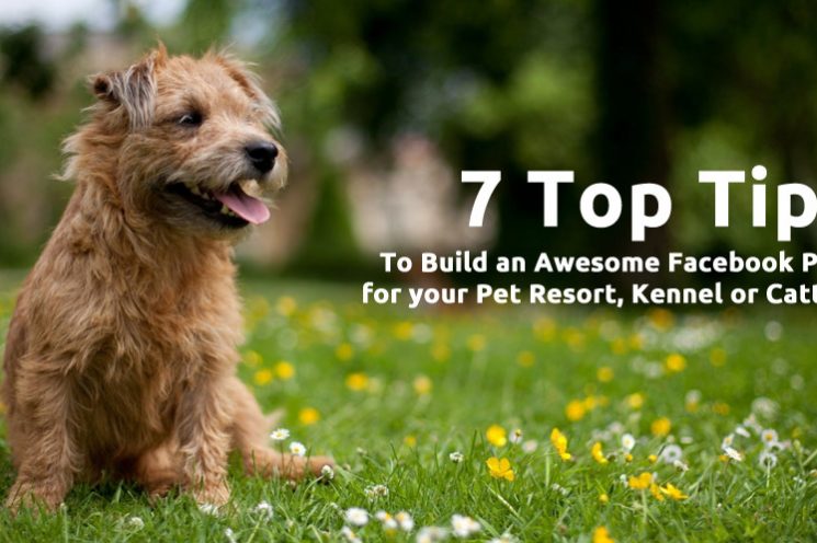 7 Top Tips to Build an Awesome Facebook Page for your Pet Resort, Kennel or Cattery