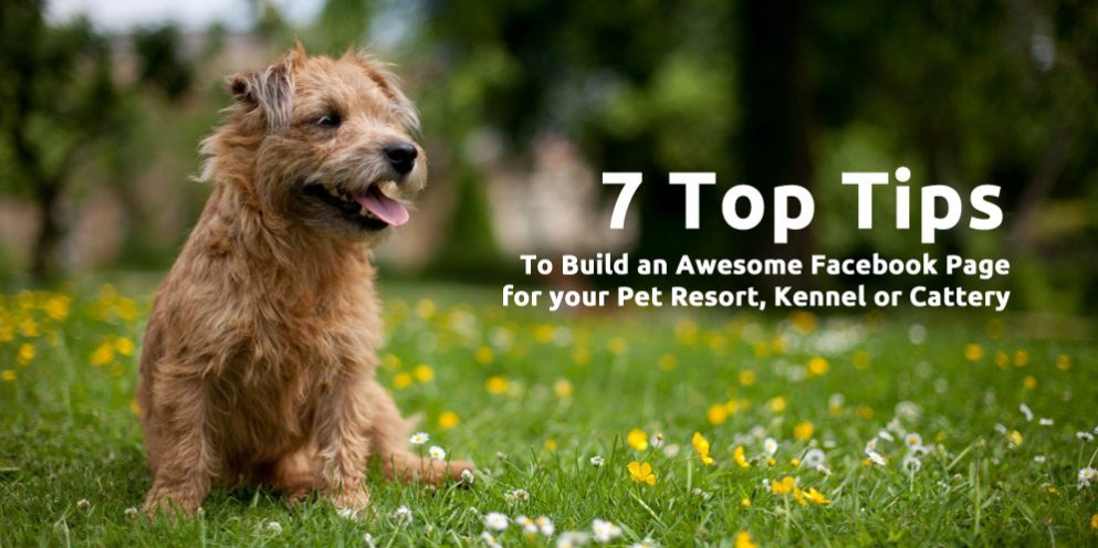 7 Top Tips to Build an Awesome Facebook Page for your Pet Resort, Kennel or Cattery
