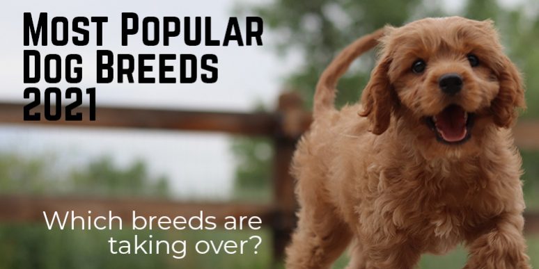 dog_breeds_2021